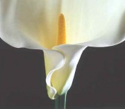 Calla Lily, 1988 by Robert Mapplethorpe 36"x36"