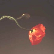 Flower 070 by Robert Mapplethorpe 36"x36"