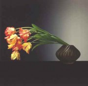 Parrot Tulips, 1988 by Robert Mapplethorpe 36"x36"