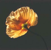 Flower 078 by Robert Mapplethorpe 36"x36"