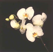 Flower 083 by Robert Mapplethorpe 36"x36"