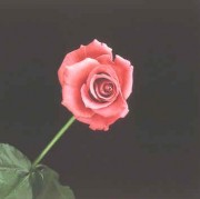 Rose by Robert Mapplethorpe 36"x36"